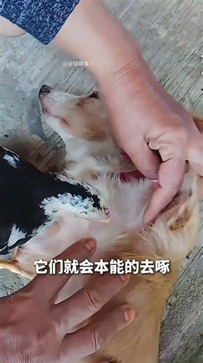 Chickens helping dogs get rid of worms? It might not be that simple. #ChickenInstinct #AnimalHabi...