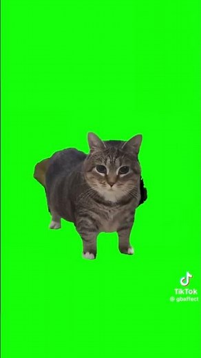 BRAINROT FOR CATS LOOP