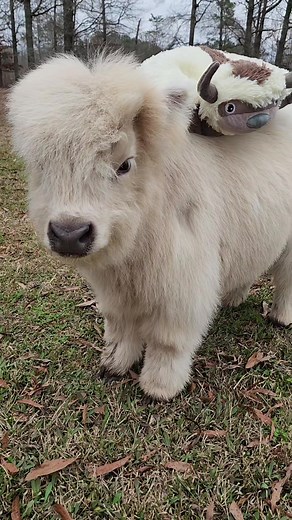 Is Being Called Appa a Compliment? Find Out Here!