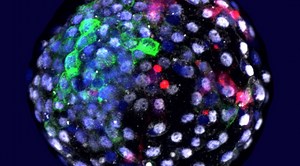 Scientists Have Created Human-Monkey Embryos, and That's Ethically OK