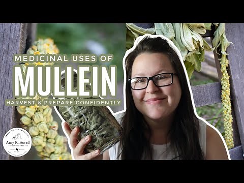 Medicinal Uses of Mullein | One of the BEST Respiratory HERBS!