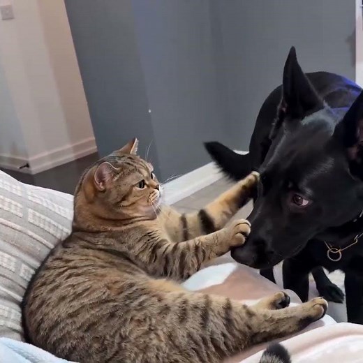 The Cat (Soymilk) and The Dog (Mulan) #funnypets
