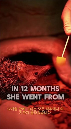 Tenrec The Not-Hedgehog 🦔 Spine-Pop ASMR 🐭 #Shorts #Tenrec #Madagascar #Nature