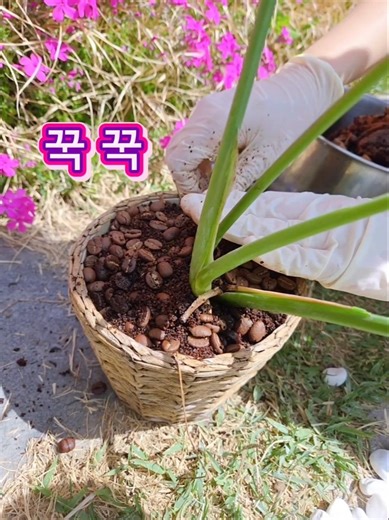 '버리던 커피 찌꺼기, 화초에 이렇게 줍니다' #전원생활 #화초키우기 #커피찌꺼기 #책수달 #커피찌거기활용 #정원관리 #북카페일상 #힐링영상 #홈가드닝