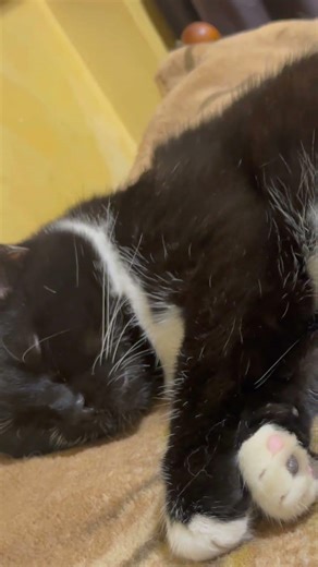 Cat Purr. Relaxing video for sleep. Cute Cat purring for relaxation. Relax. ASMR Purr #purr