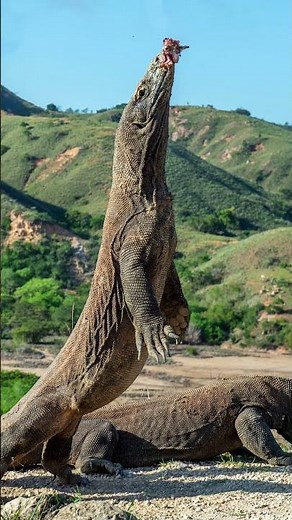 The Real-Life Dragon That Still Exists
