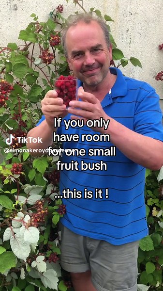 Healthy living. Gourmet plant for small gardens. Grow them in containers or vertically up walls and fences. Ideal for small gardens Japanese wineberry #gourmet #raspberry #blackberry #rubus #gardening #gardeningtok #growyourown #fyp #foryou #foryoupage #gardeningtok