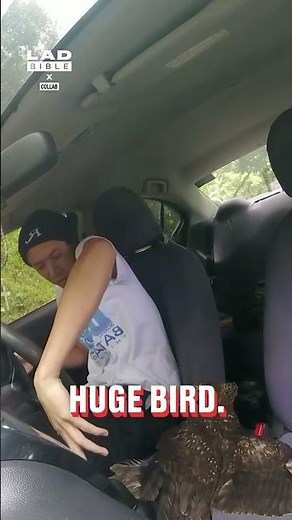 An eagle landed in this guy's car whilst he was driving 😳🤣 (🎥: Collab)