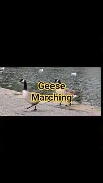 The original goose stepping