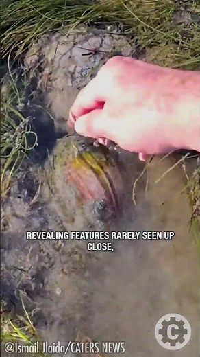 You Won’t Believe This Weird Sea Snail Found in Morocco! 😲