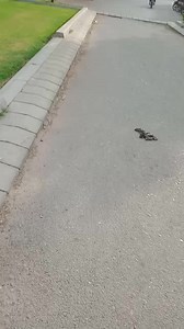 Walking plus Exercise | Jessica Linn