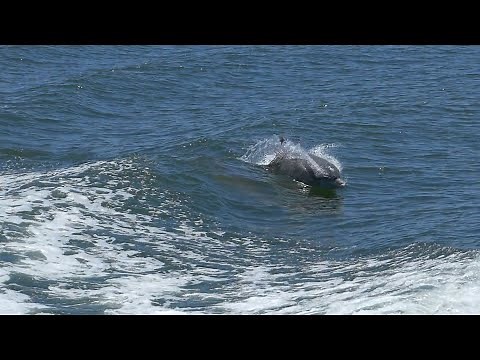 SAULT - Free (Music Video)