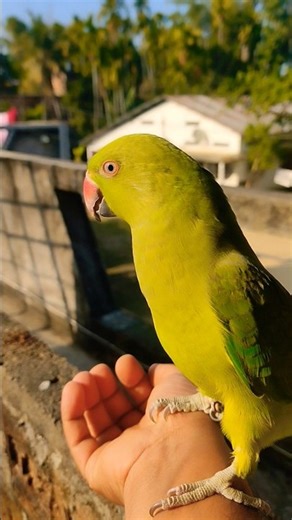 my cute parrot🦜#birds #parrotparrot #talkingparot
