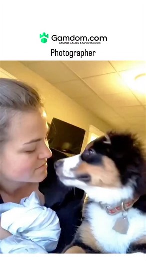 Lazy Legend on Instagram: "This post shares a 6-second video of a fluffy Bernese Mountain Dog puppy licking a woman's face with exuberant affection, evoking widespread delight through its raw, unscripted charm. Authored by photographer @photo5065 , the clip aligns with their focus on capturing spontaneous emotional moments, amassing 39 likes and over 2,000 views shortly after posting on December 17, 2025. Such licking behaviors in dogs like the loyal Bernese breed signal trust and bonding, backe