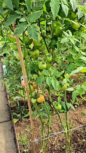 Wow amazing Organic gardening tomato Vertical gardening at home uk 🇬🇧 | tomato plants #homegardeninguk #vegetablegarden #gardening #tomatoes #tomato | Home Gardening UK