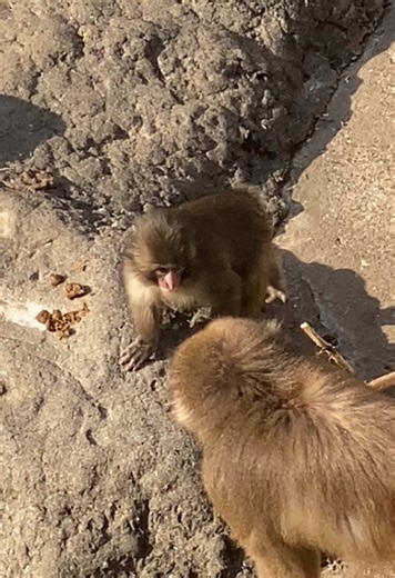 パンチくん🐵♡ 会いに行ってきました♡ #がんばれパンチ #パンチくん #市川動植物園 おさんぽ๑❛ᴗ❛๑ パンチくん🫶♡ | falcon punch