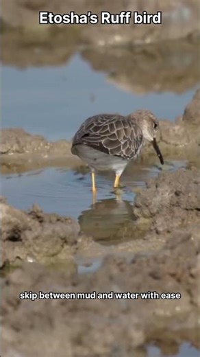 Etosha Ruff Bird – Beauty of Namibia’s Wetlands!” #viral #birds #wildlife