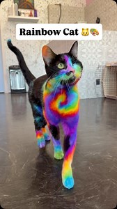 Mookie is a ✨Rockstar ✨ @D•A•L•L•A•S #doggrooming #catsoftiktok #cats #cattok #fyp | Bridgit Gross