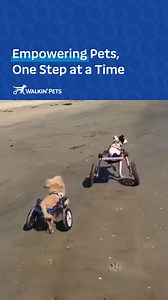 Easy to use, built to last, and designed for pets! Walkin’ Pets mobility products offer comfort and reliability through every season of life. ☀️ | Walkin' Pets