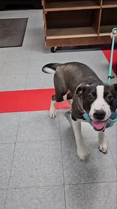 Meet and greet happening now! We will be at Roxy & Co until 4:00 PM today! 📍 501 E. 41st street | Almost Home Canine Rescue