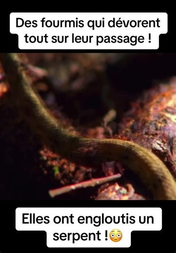 #nature #combat #morsure #piqûre #piqure #sting #animal #animaux #animals #documentaire #reportageanimalier #documentaireanimalier#reportage #sérietv #pourtoi #viral #fourmi #fourmis