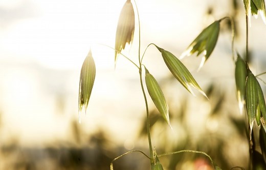 E-tjänsten SAM Internet