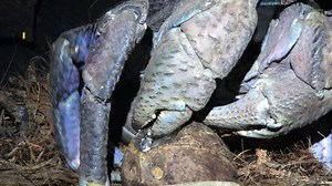 Les crabes de cocotier se nourrissent certes de noix de cocos, mais aussi de proies plus imposantes comme des rats et des oiseaux 🥥 | Nat Geo Wild France