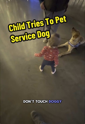 Training Service Dogs for Public Interactions