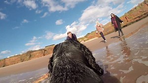 8.9K views · 148 reactions | Ever wondered what holidays look like for your four legged friend?  | Haven | Facebook