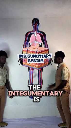 Integumentary System Explained in Anatomy and Physiology