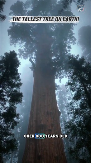 MEET THE TALLEST TREE ON EARTH!