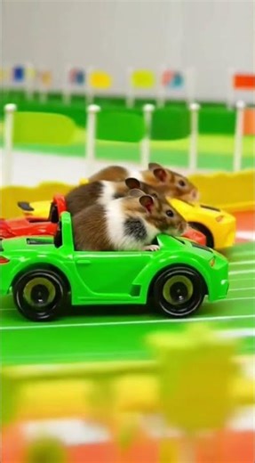 Tiny Hamsters in Fast Cars 🐹🏎️ | Who Wins This Crazy Race? #shorts