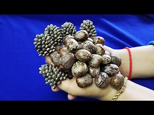 [Giant ticks] Get rid of giant ticks on human hand #122