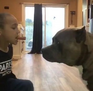 Trust is key 🔑 #balance #gentlegiant 🥰📸🦍 | DarkDynastyK9s