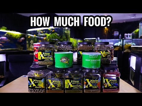 FEEDING FISH - How Much & How Often?