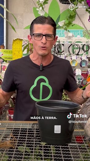 Como Replantar Bambu da Sorte: Dicas e Cuidados Essenciais