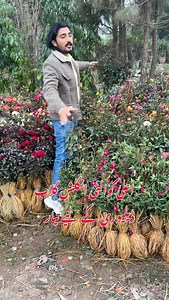 English roses plants delivery 03457858830 #gardening #rose #plants #flower plantscare | Dogar Online Nursary and Kitchen Gardening Shop