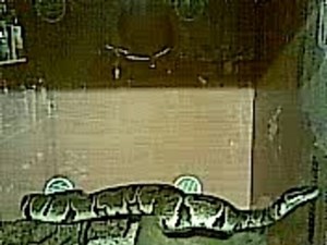 My Ball Python Bones 2