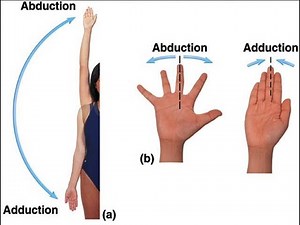 Abduction and Adduction in Anatomy ; Definition, Meaning, Differences between