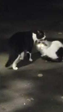 Котячьи разборки. Чужие бандиты. Cat fights. Alien bandits.