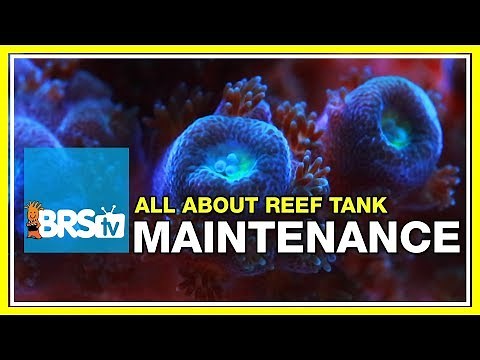 Week 42: Reef Tank Maintenance: 5 minutes a day can transform your tank: 52 Weeks of Reefing #BRS160
