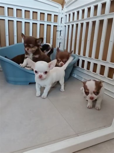 😘 Chihuahua VR on Instagram: "Love Chihuahua ❤️ 🐶 🛍 Don’t miss out! Limited stock available now via the link in bio.❤️ Shop and save lives. For the best Chihuahua videos on Instagram 😍😍 👇🏼 Follow us ❤️ Double tap if you LIKE it 🔔 Turn on NOTIFICATIONS 📩 SAVE for later 📬 SHARE with someone who loves Chihuahua Credits: tiktok (DM me for credit or removal) All rights and credits reserved to the respective owner. (No cop