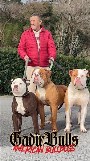 Cachorro de bulldog americano. Gadirbulls MAX, DELTA y Dbal Bull’s SERENA #americanbulldog #bulldog