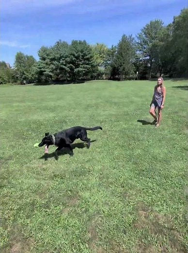How is your dogs 🐕 obedience level? #dogcoach #dogtraining