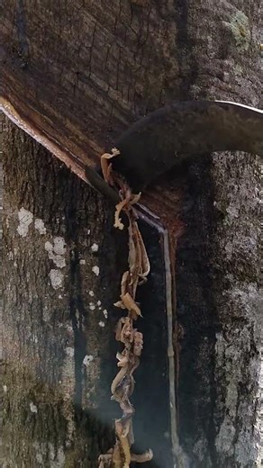 ASMR tapping rubber sap #menyadapkaret