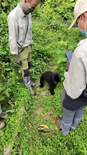 What it's like to see a Baby Gorilla in the wild! #wildlife #exploreuganda #animals #gorilla