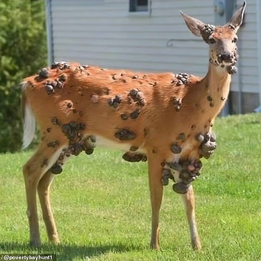 ‘Mutant deer’ spotted with terrifying flesh bubbles as fears grow of animal outbreak in the US | Perfect Life