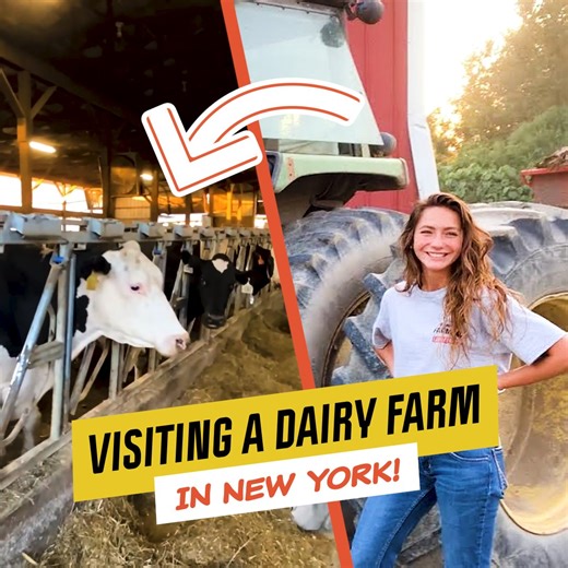 New York Farm Scenery - A Sight to Behold! 🌳 | Laura Farms