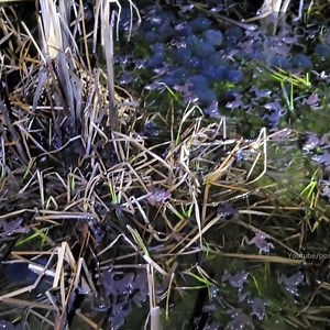 1M views · 9.8K reactions | Water Surges As Grass Clogged Culvert Is Cleared | Post 10 | Facebook