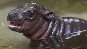 First endangered pygmy hippo in 30 years born at the San Diego Zoo